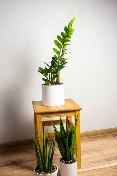Σύγχρονα πιο μοντέρνα φυτά sansevieria cylindrica, zeylanica, zamioculcas σε ένα λευκό γλάστρες σε ξύλινο σκαμπό με δωρεάν χώρο αντίγραφο για κείμενο σε γκρι φόντο, ελάχιστη σχεδίαση στο σπίτι - Φωτογραφία, εικόνα