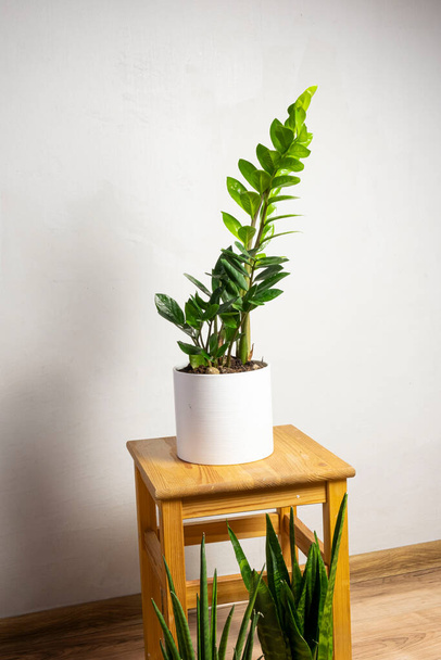 Planta de tendencia moderna zamioculcas en maceta blanca con espacio de copia gratuito para texto sobre fondo gris, diseño de hogar mínimo - Foto, Imagen