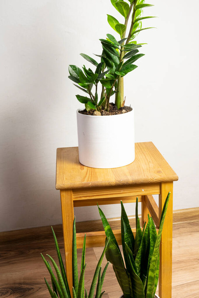Moderní většina trendy rostlin Sansevieria cylindrica, zeylanica, zamioculcas v bílých květináčích na dřevěné stoličce s volným kopírovacím prostorem pro text na šedém pozadí, minimální domácí design - Fotografie, Obrázek