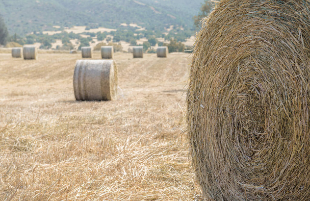 Detailní záběr hromady sena a pole suché trávy s balíky sena v dálce. Měkké zaměření, kopírovací prostor - Fotografie, Obrázek