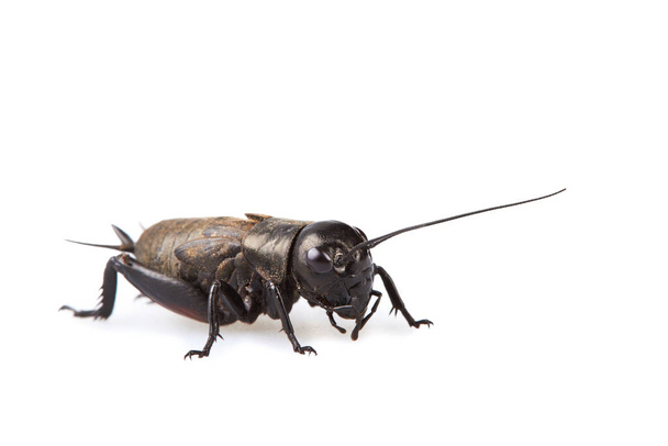 Black Gryllus Bimaculatus Cricket Isolated On White Background. Studio shot - Photo, Image