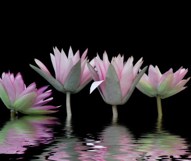 waterlelies - Foto, afbeelding