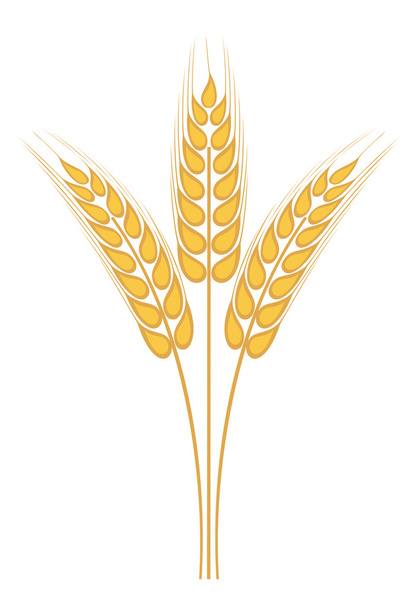 Wheat ear - ベクター画像