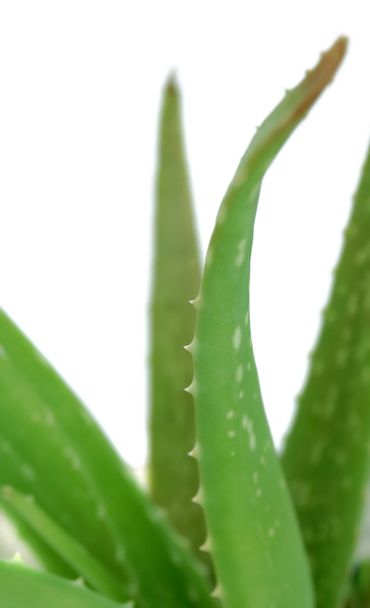 Aloe vera - Foto, imagen