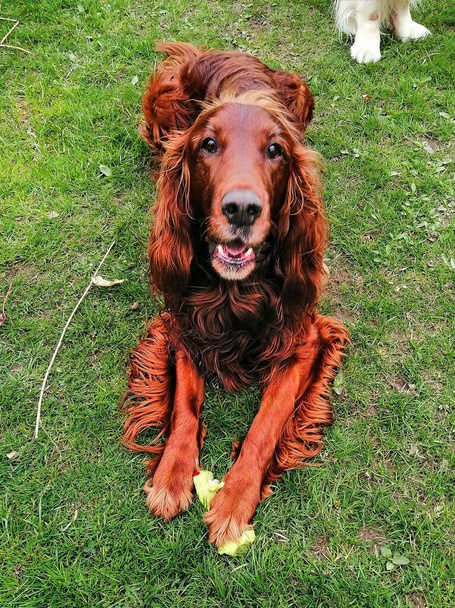 Charmanter Hund mit einem Spielzeug. Der charismatische Irish Setter liebt es, sein Spielzeug zu schützen, indem er eine Pfote darauf hält und hat einen sehr ernsten und zugleich lustigen Gesichtsausdruck.  - Foto, Bild
