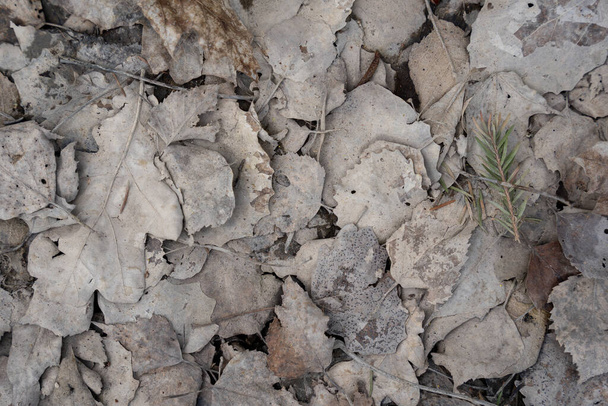 Κοντινό πλάνο από παλιά πεσμένα καφέ ξύλινα φύλλα που σχηματίζουν ένα ενδιαφέρον μοτίβο - Φωτογραφία, εικόνα