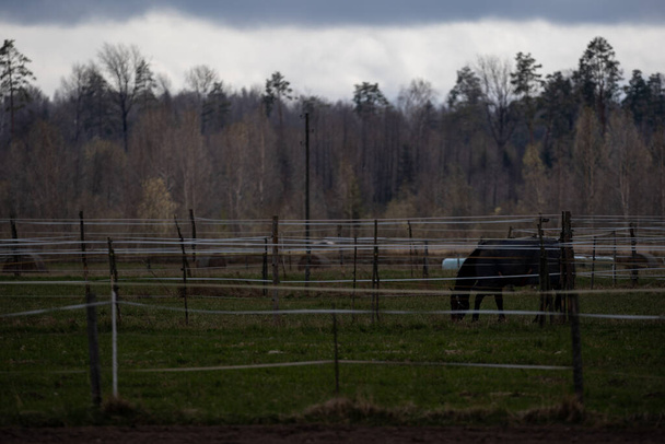 αγροτικό τοπίο με φράχτες και φράχτες πίσω από τους οποίους μπορείτε να δείτε τα άλογα - Φωτογραφία, εικόνα