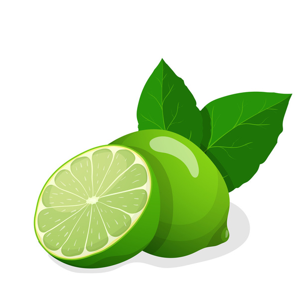 Vector illustration of fresh limes - Vector, Image