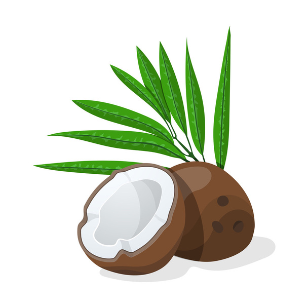 Coconuts with leaves. Vector illustration. - Vector, Image