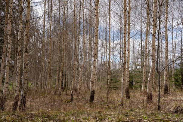 Latvian birch grove in early spring with dry grass - Φωτογραφία, εικόνα