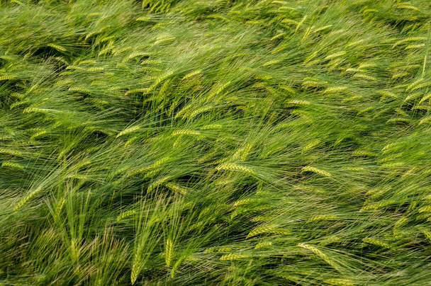 жито-зелене поле, вид зверху. Житні колоски спираються на вітер на полі
. - Фото, зображення
