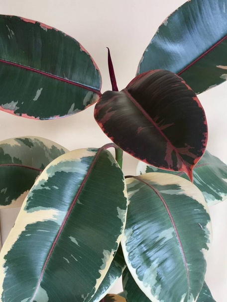 bonte rubberplant close-up - Foto, afbeelding