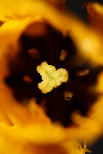 Κίτρινα άνθη τουλίπας close up background family liliaceae βοτανική μοντέρνα υψηλής ποιότητας εκτυπώσεις μεγάλου μεγέθους - Φωτογραφία, εικόνα