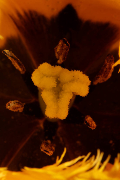 Żółty tulipan kwiat kwiat zbliżenie tło rodzina liliaceae botaniczne nowoczesny wysokiej jakości druki dużych rozmiarów - Zdjęcie, obraz