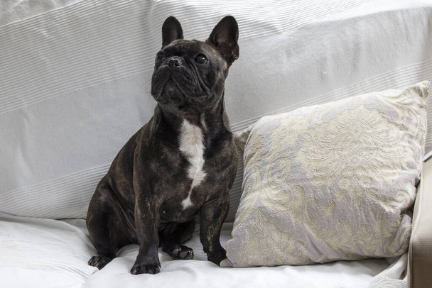 French Bulldog posing on lounge - Valokuva, kuva