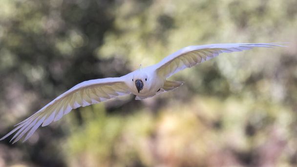 Sulphur-crested Cockatoo in flight with wings apart - Photo, Image