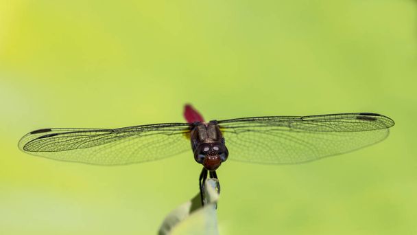 Foto de cerca de una libélula roja en reposo - Foto, imagen
