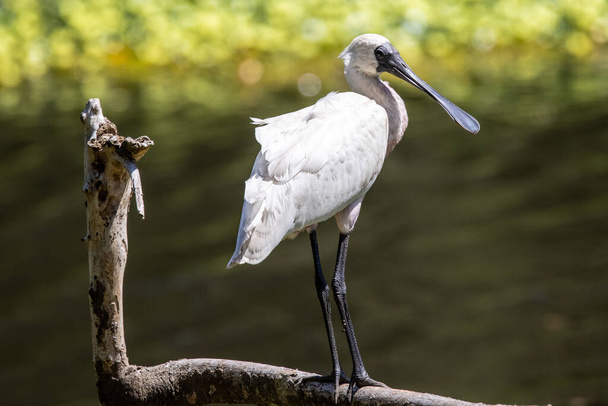 Royal Spoonbill resting on log above river - Photo, Image