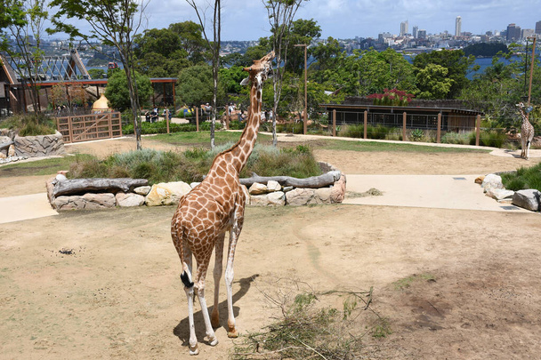 A closeup shot of a giraffe in zoo on a sunny day in summer - Fotoğraf, Görsel