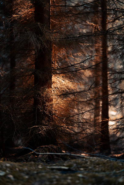 A vertical shot of beautiful sunlit forest with trees casting shadows - Fotografie, Obrázek