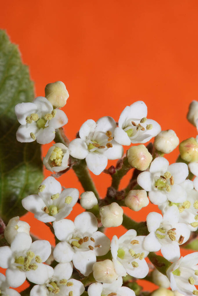 Valkoinen pieni kukka kukkivat Viburnum tinus L. perhe adoxaceae kasvitieteellinen moderni korkealaatuinen iso koko tulostaa - Valokuva, kuva