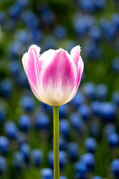 A soft focus of a beautiful white and pink tulip against a blurry field - Foto, Bild