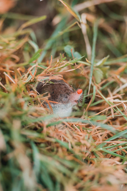 A small gray mole climbed out of the ground, an animal in the grass. new - Photo, Image