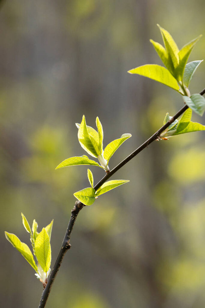 Свіже пташине вишня, Prunus padus листя весняного дня в Естонії. - Фото, зображення