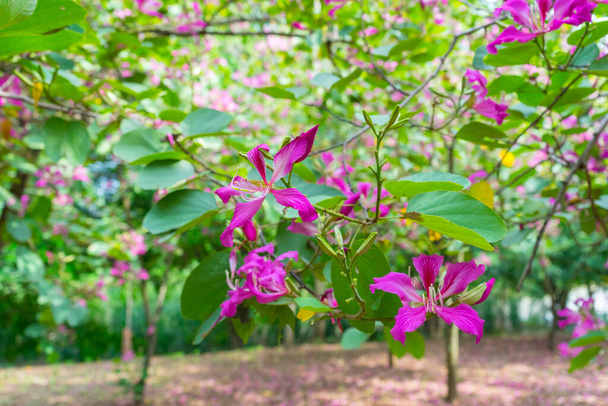 Bauhinia branch with purple pink orchid shape flowers. Orchid tree in bloom. - Photo, Image