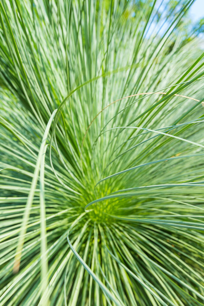 Природний фон, зелений осад крупним планом. Блискуча, глянсова трав'яна рослина
 - Фото, зображення