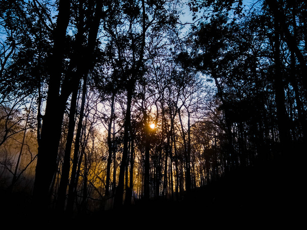 Belle prise de soleil au crépuscule à travers les arbres forestiers des ghats occidentaux, karnataka, Inde - Photo, image
