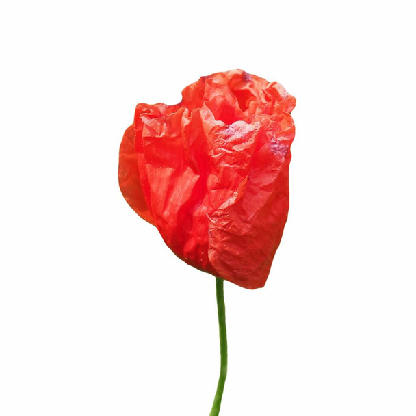 червоний папероносець схожа макова квітка ізольована на білому тлі
 - Фото, зображення