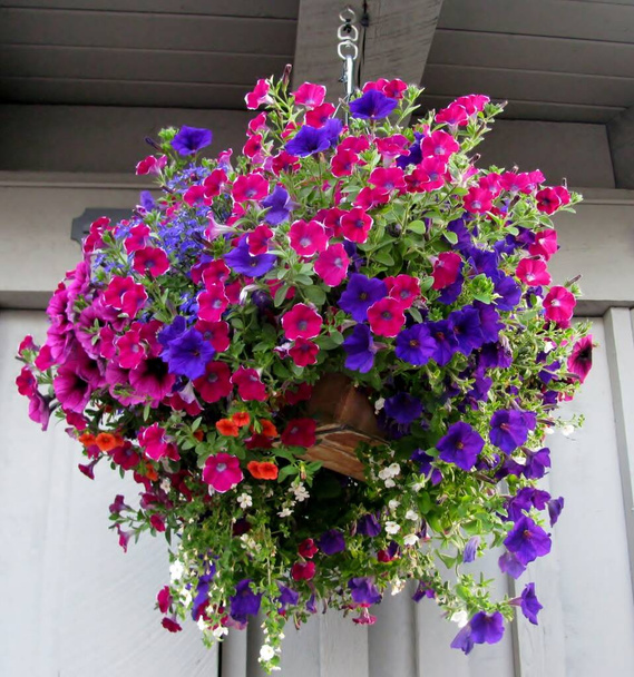 Cesta colgante llena de petunias moradas y azules y flores de lobelia. - Foto, imagen