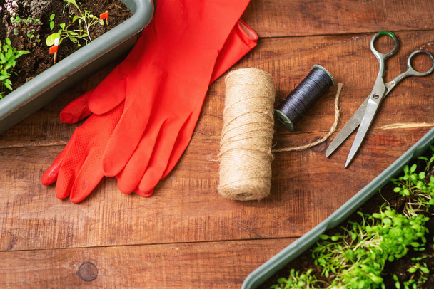 Groenen kweken met je eigen handen thuis. Een milieuvriendelijk product dat thuis wordt geteeld. Thuiszorg Mini-Garden - Foto, afbeelding