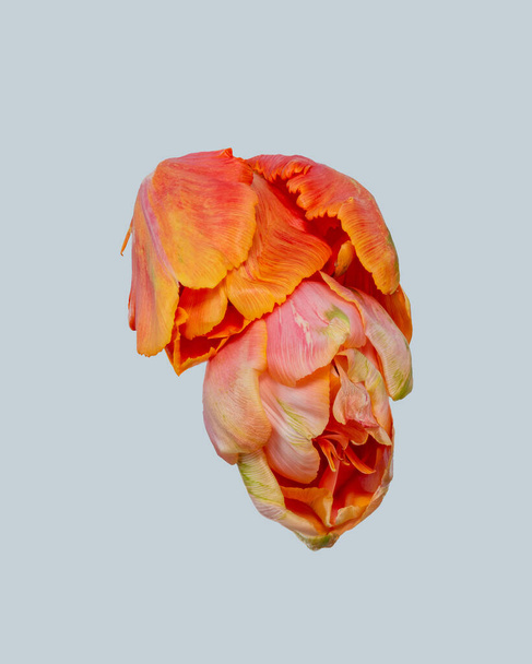 kolorowe makro pary twardych kwiatów tulipanów na jasnym szarym tle w stylu vintage malarstwa  - Zdjęcie, obraz