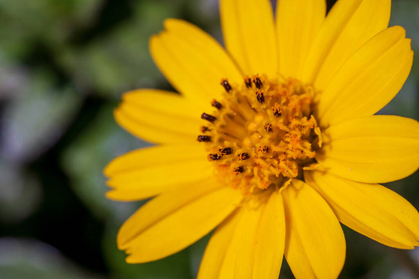 Sphagneticola calendulacea eine gelbe Blume im Zentrum und Pedale im Nahen Osten sehr Nahaufnahme Makrofotografie. - Foto, Bild