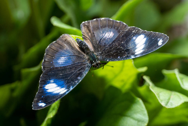 Kék Hold pillangó férfi (hipolimnas bolina) vagy közös vagy nagy tojáslégy egy kék pillangó közelről szárnyak szét zöld levél - Fotó, kép