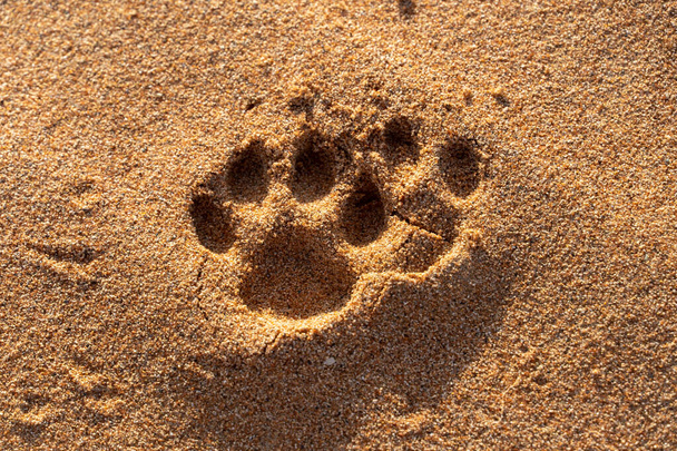 Eläinten jalanjälkien lähikuva aavikkohiekassa Yhdistyneissä arabiemiirikunnissa) - Valokuva, kuva