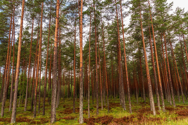 bosque con pinos delgados y largos y una alfombra de musgo verde cubierta de lugares con manchas marrones - Foto, Imagen