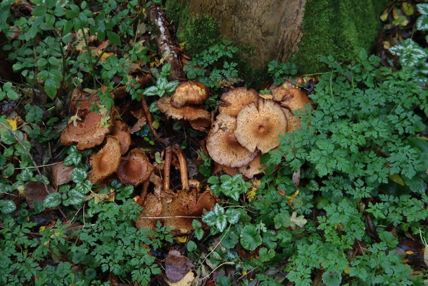 Pluteus podospileus mushroom in a botanic garden in Capelle - Photo, Image