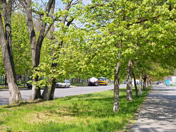 Яскраві зелені квітучі весняні покриви прикрашали алею в одному з житлових районів міста Одеси.  - Фото, зображення