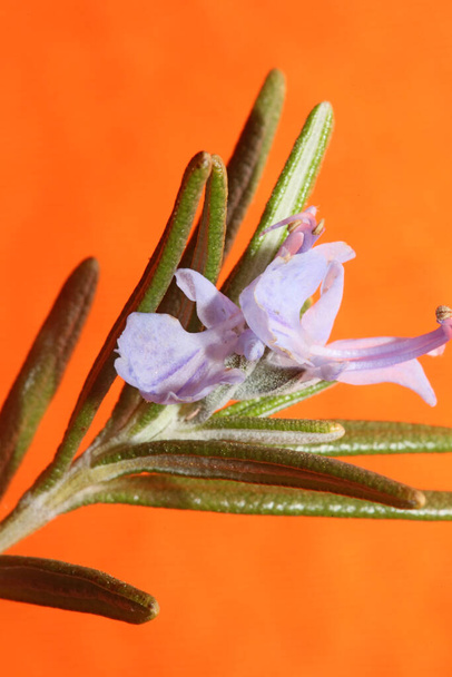 Δεντρολίβανο λουλούδι μακροεντολή σε πορτοκαλί φόντο Rosmarinus officinalis close up family lamiaceae μοντέρνα υψηλής ποιότητας εκτυπώσεις μεγάλου μεγέθους - Φωτογραφία, εικόνα