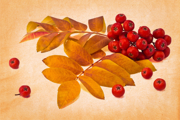 autumn rowan - Фото, зображення
