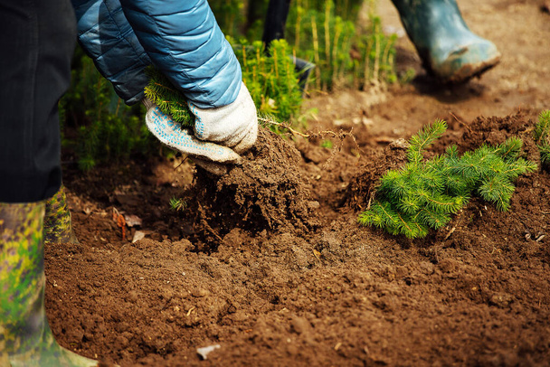 un hombre planta un árbol joven en el suelo. cuidar de la naturaleza. cultivo de tierras en una granja. un trabajador con guantes y botas trabaja en un jardín con plantas - Foto, Imagen