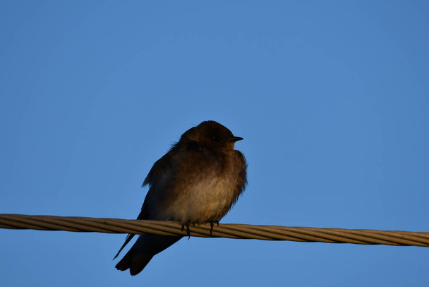 Northern Rough-winged swallow perched on a wire - Photo, Image