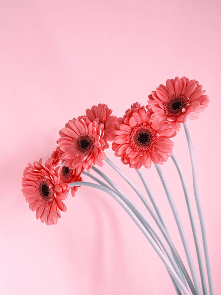 Ένα μάτσο ροζ μαργαρίτες σε παστέλ ροζ φόντο. Ελάχιστη αισθητική floral έννοια. Σχεδιασμός ευχετήριων καρτών με χώρο αντιγραφής για κείμενο. Διάταξη, κάθετο πρότυπο. Ροζ άνθη ζέρμπερας  - Φωτογραφία, εικόνα