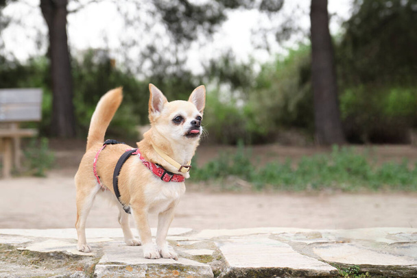 Chihuahua avec sa langue accrochée au harnais dans un parc. Petit chien blanc et brun. - Photo, image