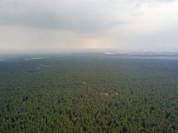 Baharın başında kozalaklı bir ormanda çam ağaçları. Hava aracı görünümü. - Fotoğraf, Görsel