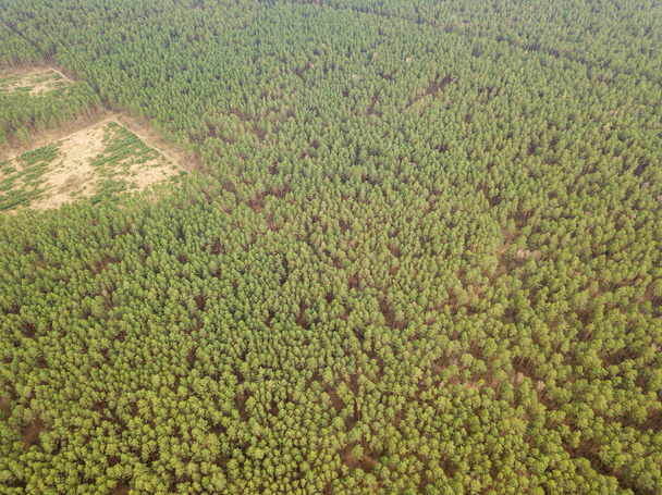 Fenyőfák egy tűlevelű erdőben kora tavasszal. Légi drónra néző. - Fotó, kép
