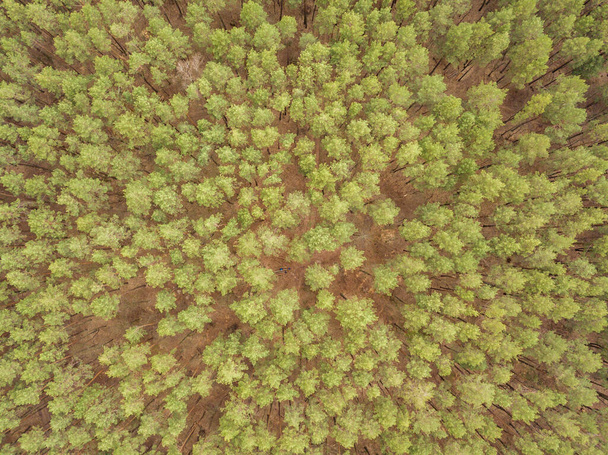 Dennenbomen in een naaldbos in het vroege voorjaar. Luchtdrone zicht. - Foto, afbeelding